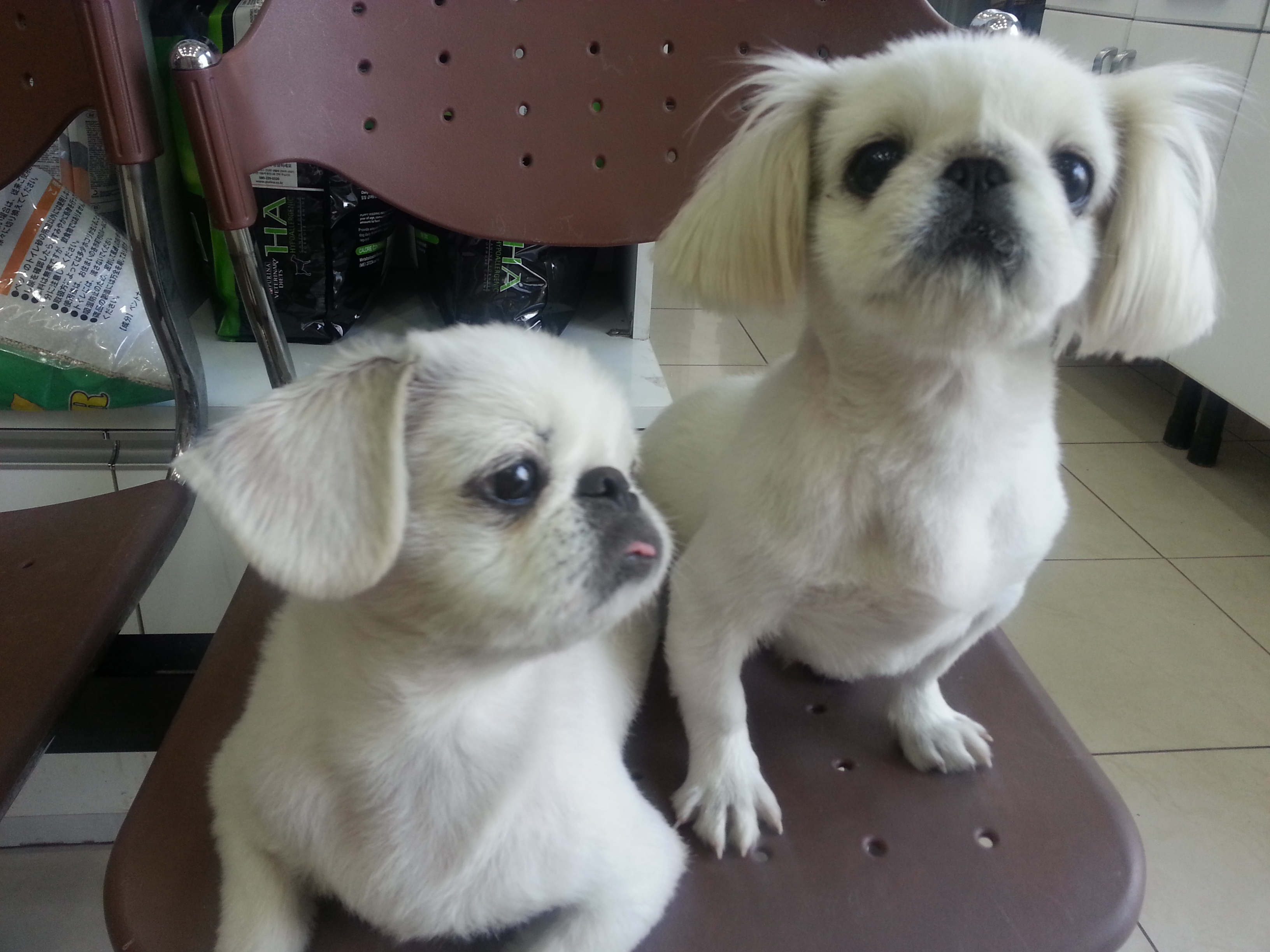 파주에있는 페키니즈찾아요