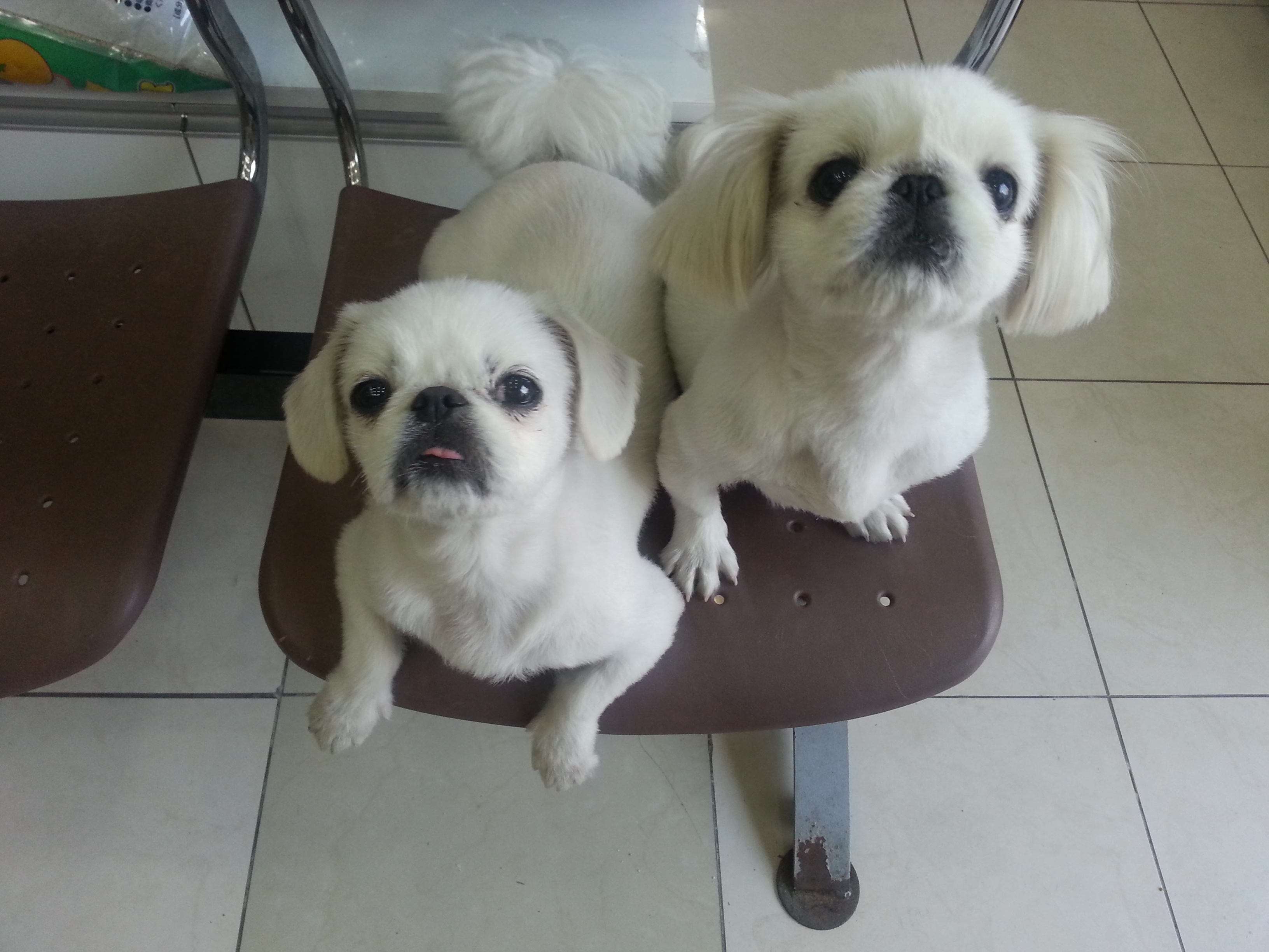 파주에있는 페키니즈찾아요