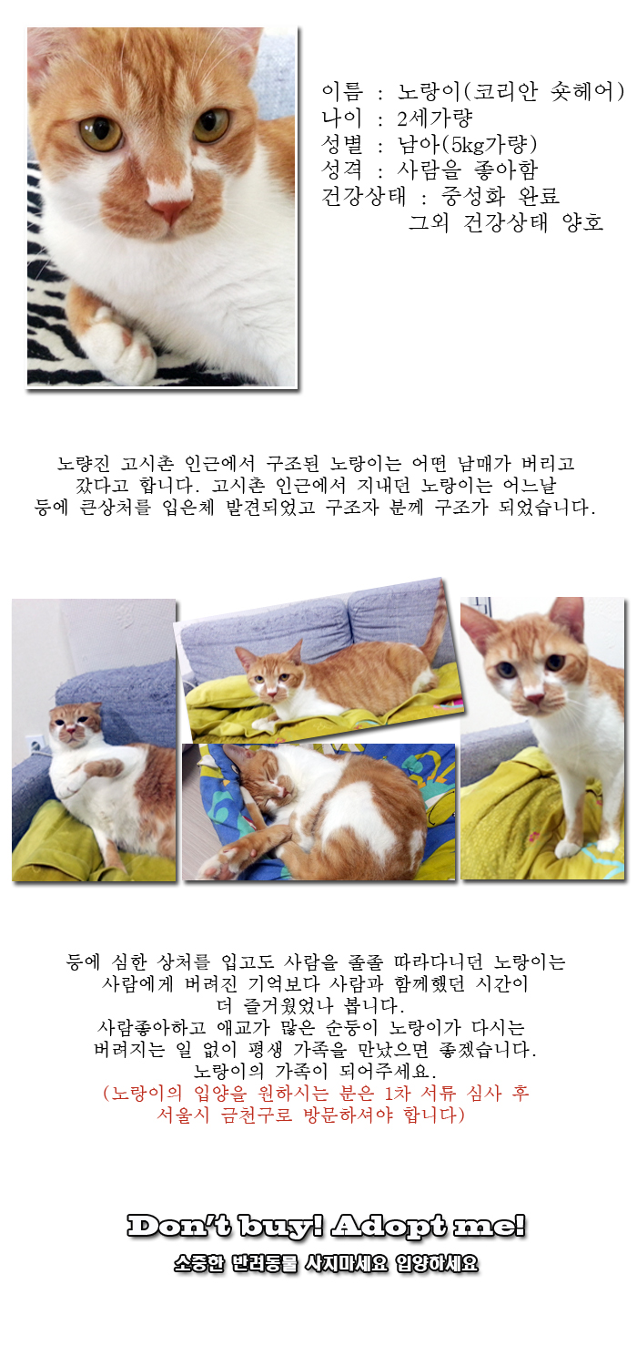 [D13-059관외] 등에 심한 상처를 입고 구조된 노랑이