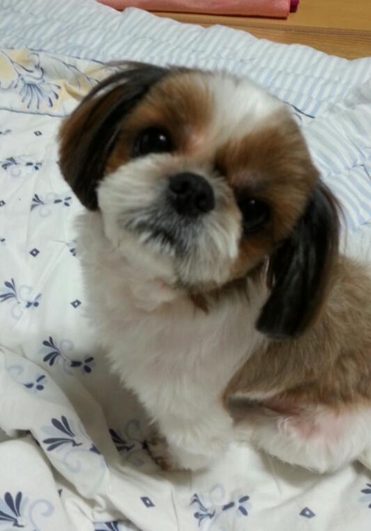 부산 시츄를 찾습니다