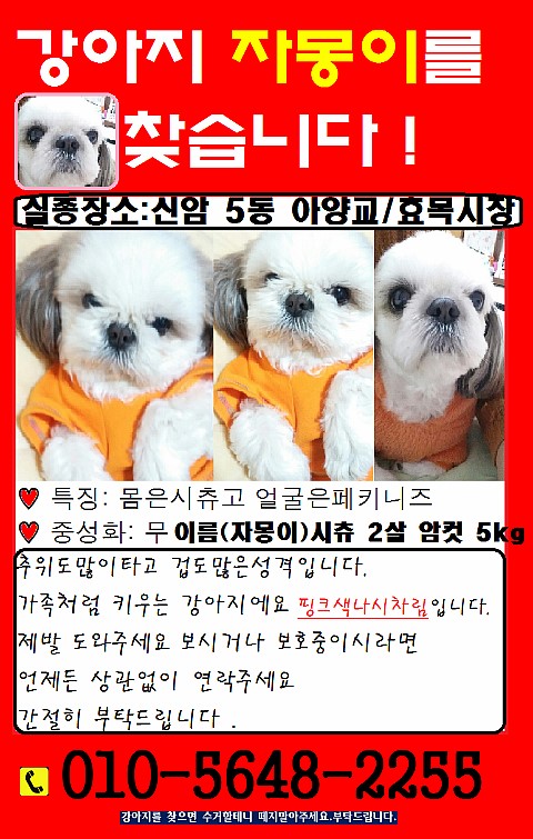 대구동구 강아지를 찾습니다 꼭봐주세요 