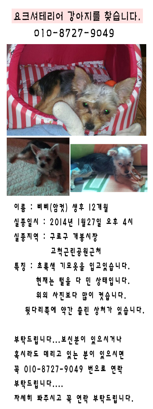 삐삐 요크셔테리어를 찾습니다(개봉동)