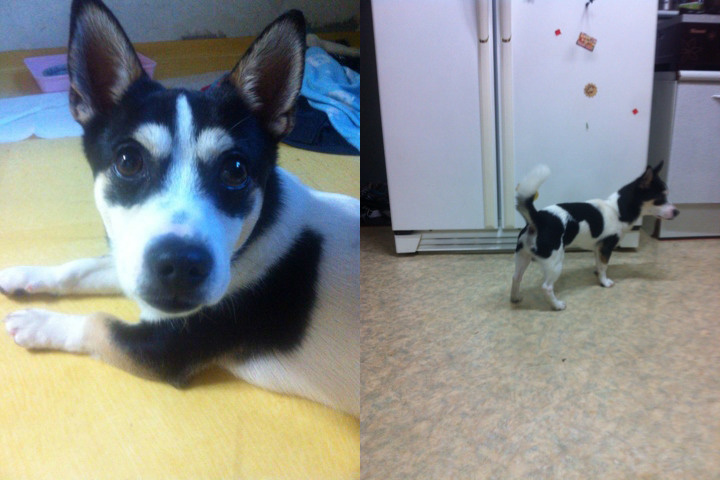 서울시 은평구 응암동,녹번동 부근에서 잃어버린 강아지를 찾습니다