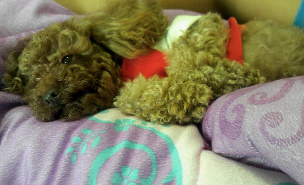 주황색옷입고있는 갈색푸들을 찾아요