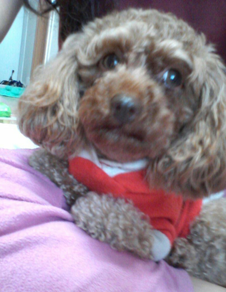 주황색옷입고있는 갈색푸들을 찾아요