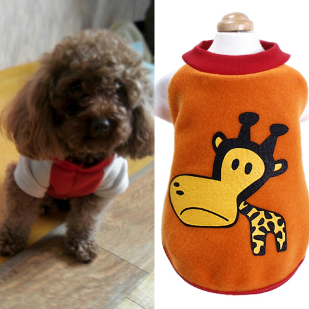 주황색옷입고있는 갈색푸들을 찾아요