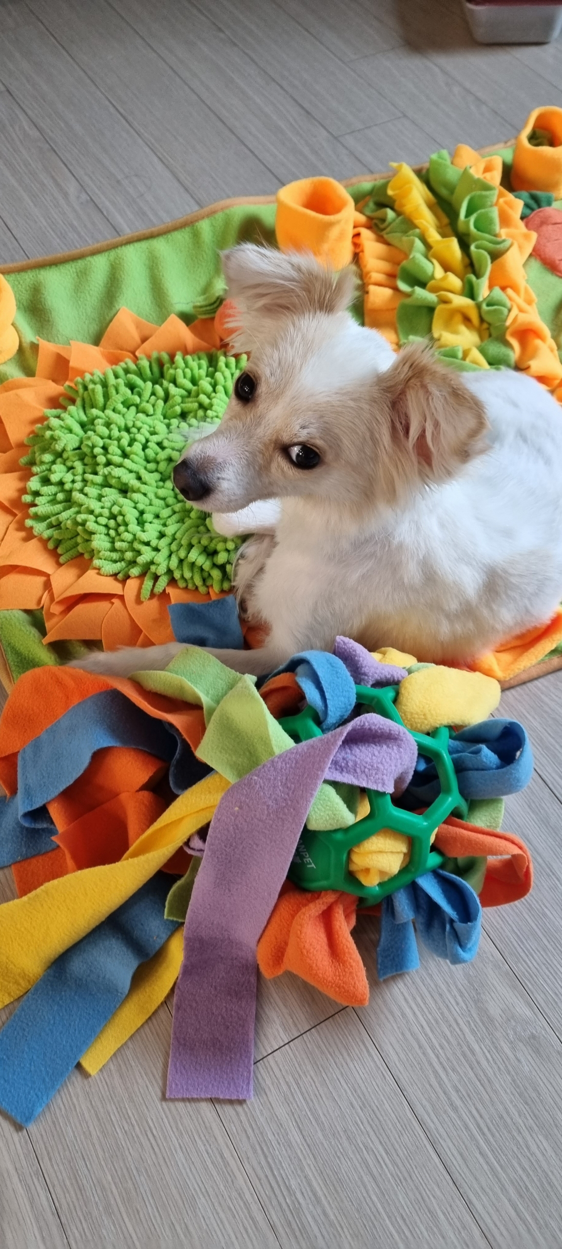 리코, 담비(구.샛별이) 소식 올려요