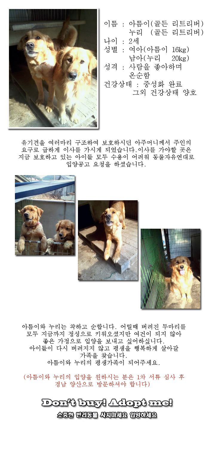 [D14-05관외] 견주분의 이사로 인해 갈곳이 없어진 아름이와 누리
