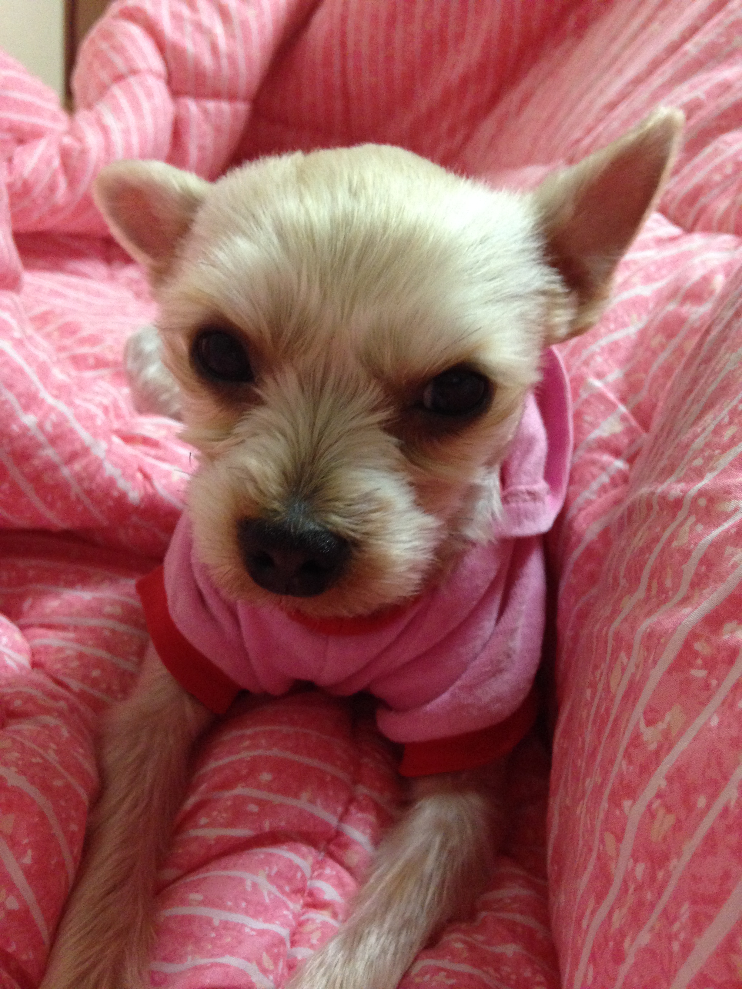 3살 요크셔테리어 암컷 하랑이를 찾습니다!(전남 광주 북구 두암동)