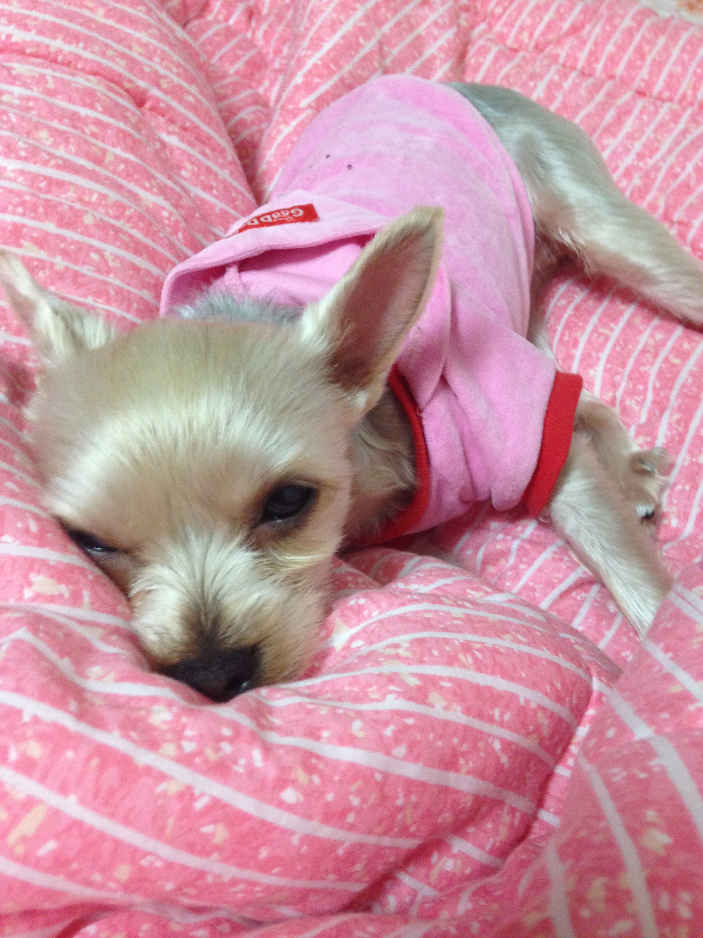 3살 요크셔테리어 암컷 하랑이를 찾습니다!(전남 광주 북구 두암동)