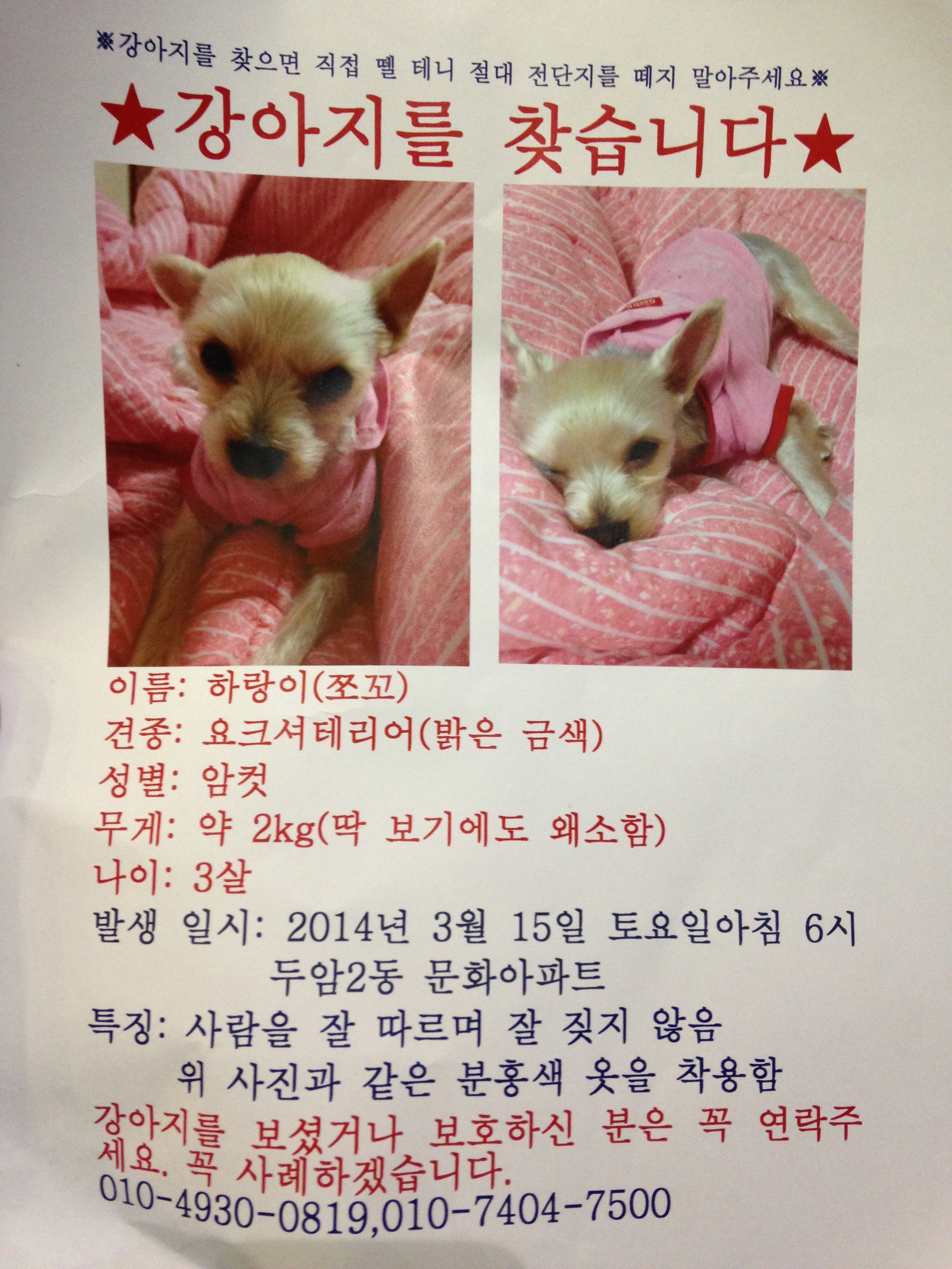 3살 요크셔테리어 암컷 하랑이를 찾습니다!(전남 광주 북구 두암동)