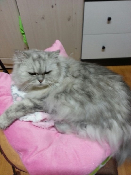 [동작구 노량진동] 페르시안 실버/ 암컷 / 12살 찾습니다 