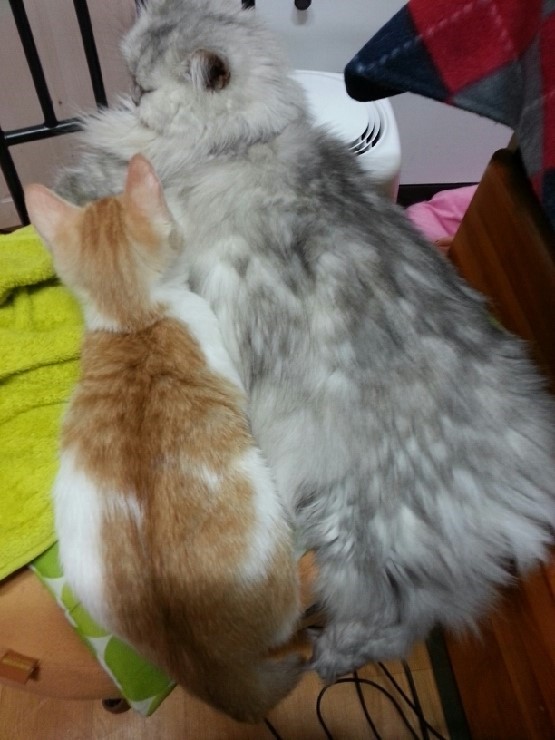 [동작구 노량진동] 페르시안 실버/ 암컷 / 12살 찾습니다 