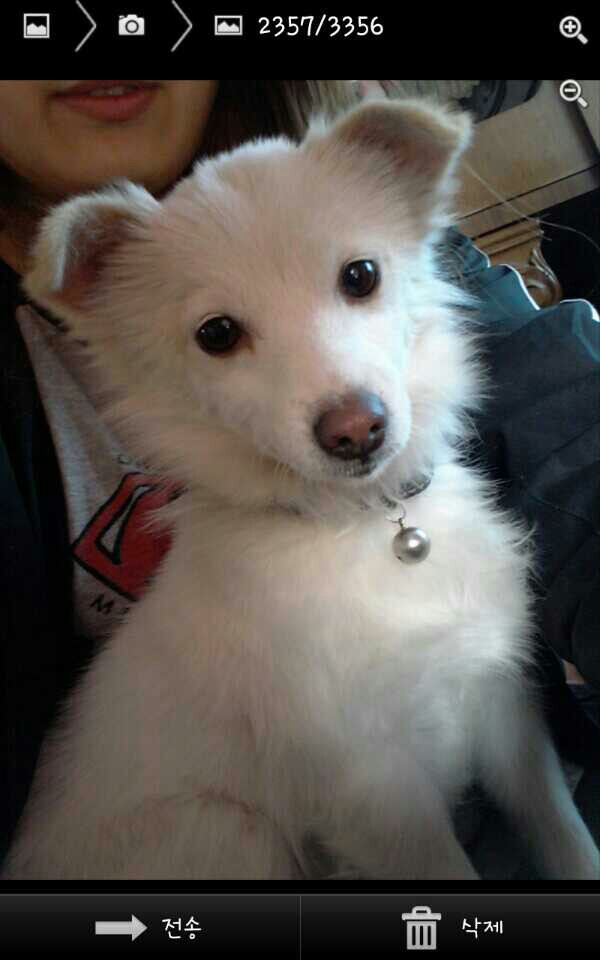 상도역~장승배기 부근 하얀 믹스견 찾아요