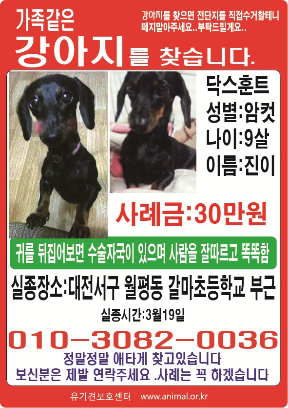(대전)까만색닥스훈트 가아지를찾습니다 