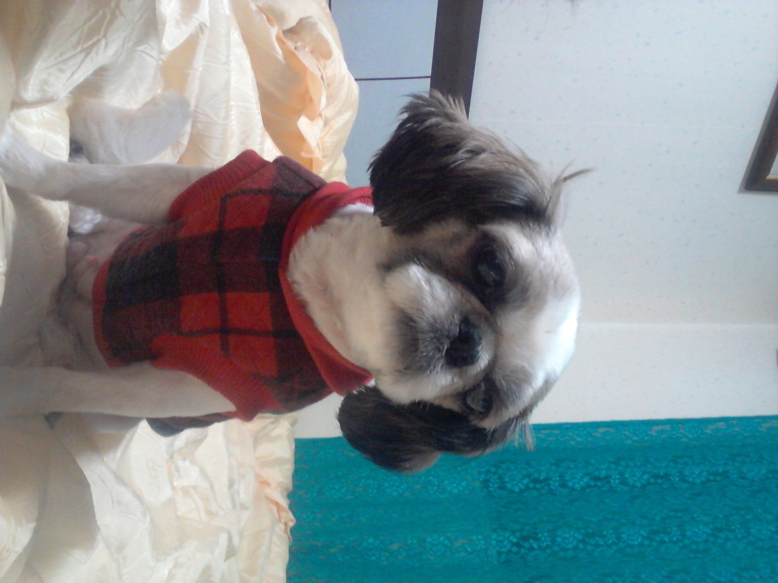 의정부 가능동 밍키를 찾습니다. 