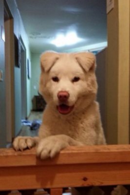 [보호중] 풍산개2014년3월27일(서울 낙산공원에서발견)