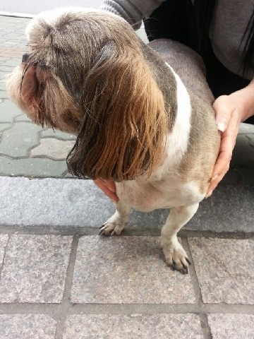 [서울/신촌오거리] 시츄 남아 보호중입니다!