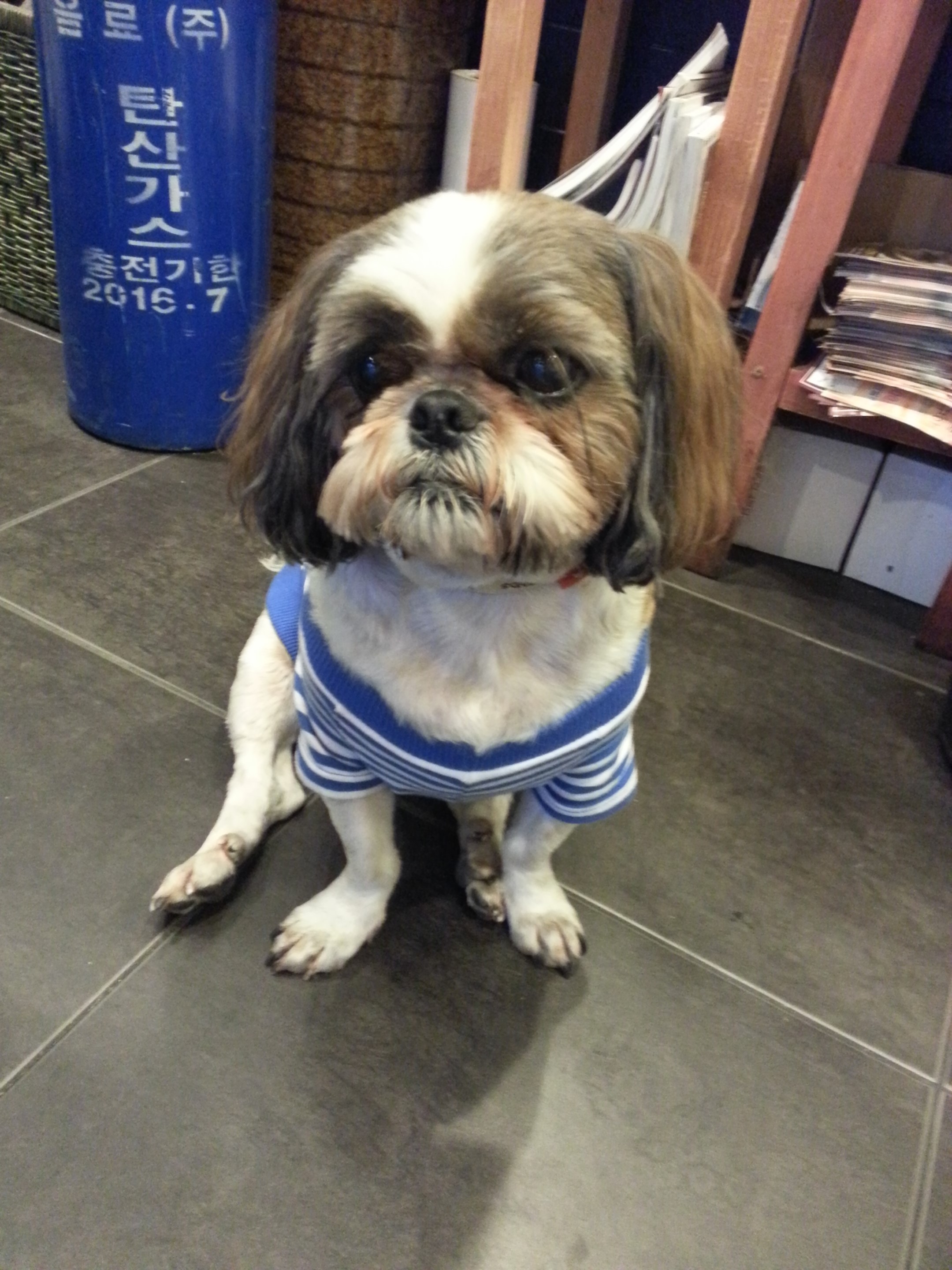 [서울/신촌오거리] 시츄 남아 보호중입니다!