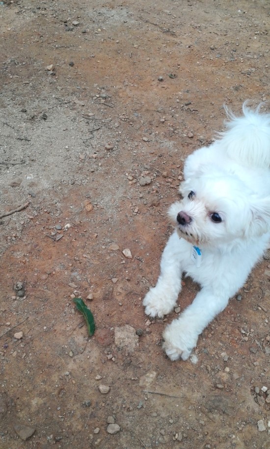 말티즈 남아 장군이를 찾습니다(찾았습니다)