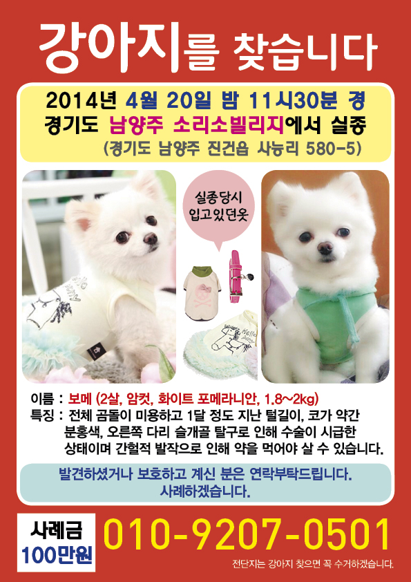 화이트포메라니안을 찾습니다 - 4/20 남양주 소리소