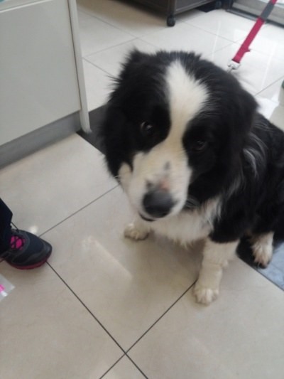 4월 11일 강남에서 발견된 보더콜리의 주인을 찾습니다.