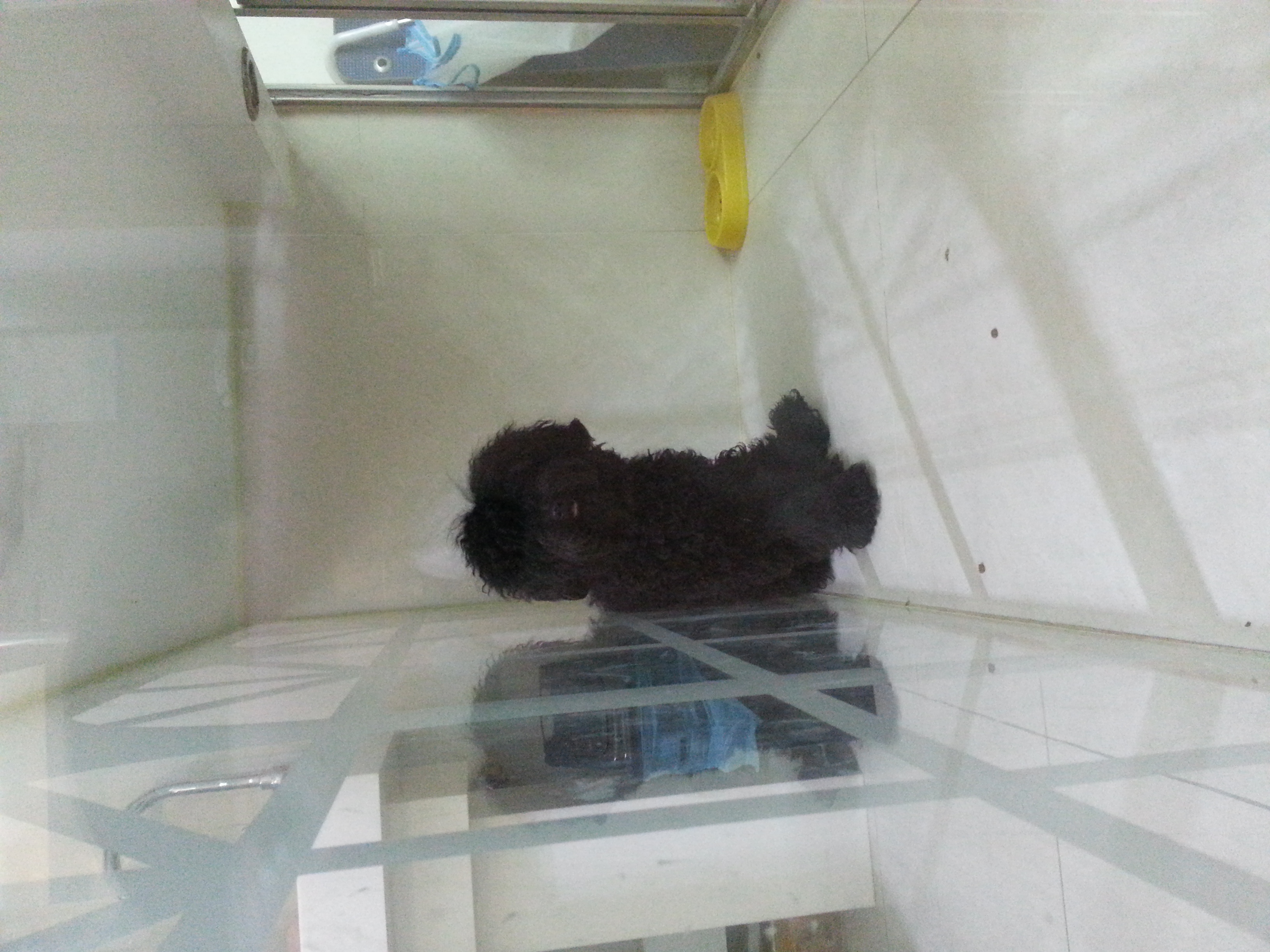 블랙푸들 보호중입니다.