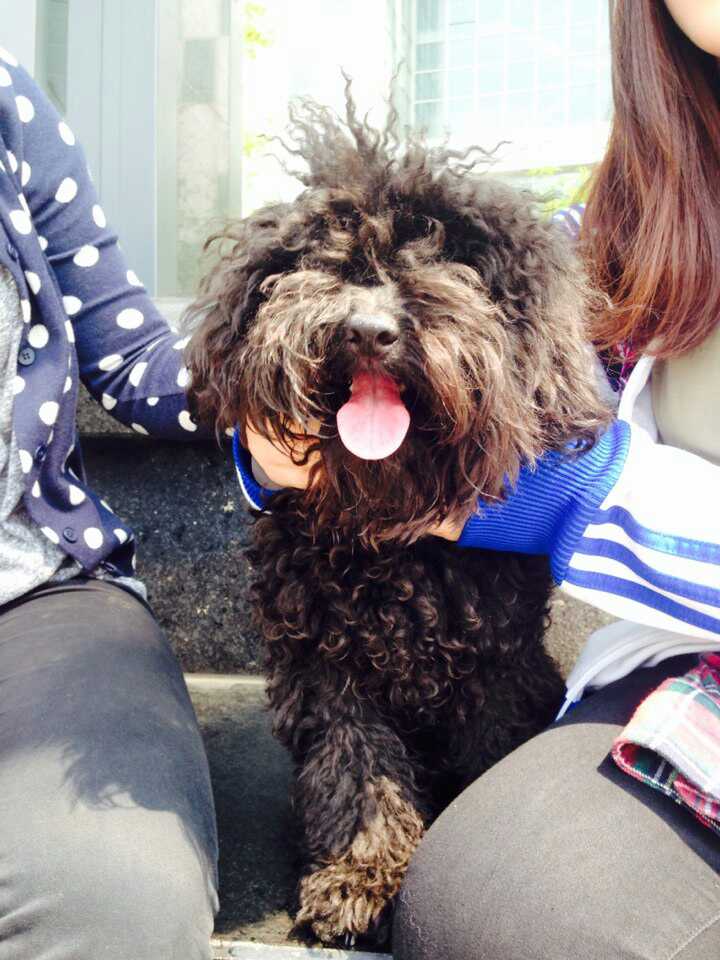 블랙푸들 보호중입니다.