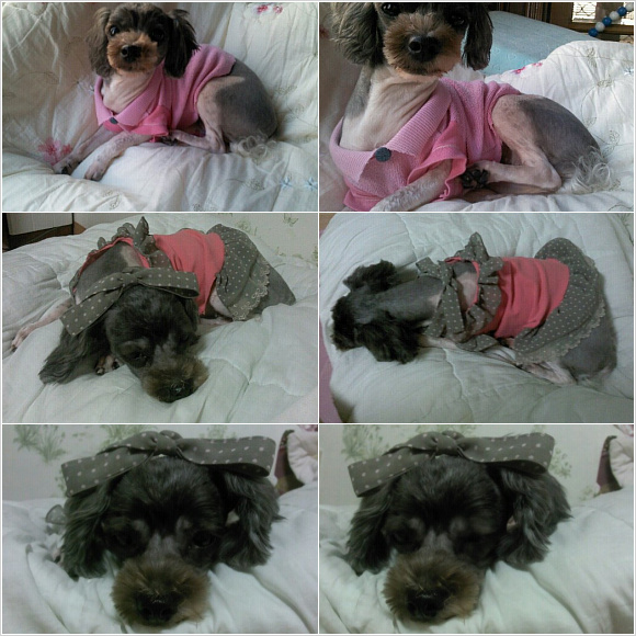 검정,흰털로 믹스된 애완견을 찾습니다