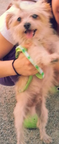 수원 오목천동 믹스견 찾아주세요.