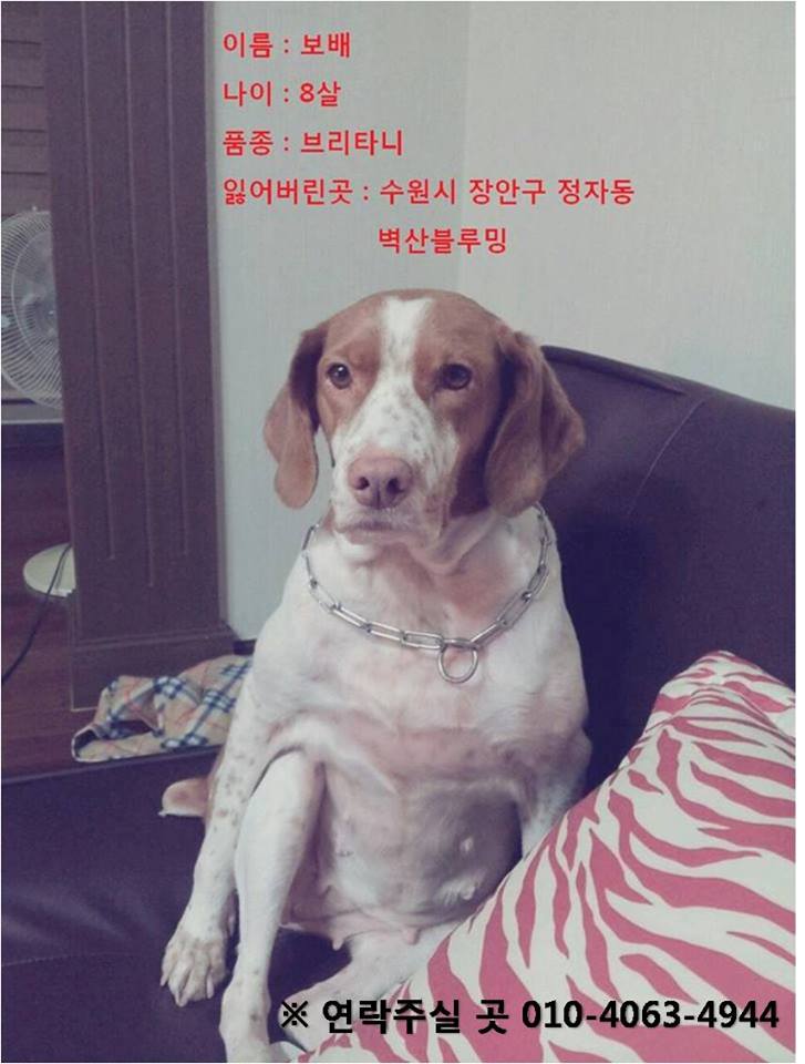 수원 브리타니 여아 찾습니다.