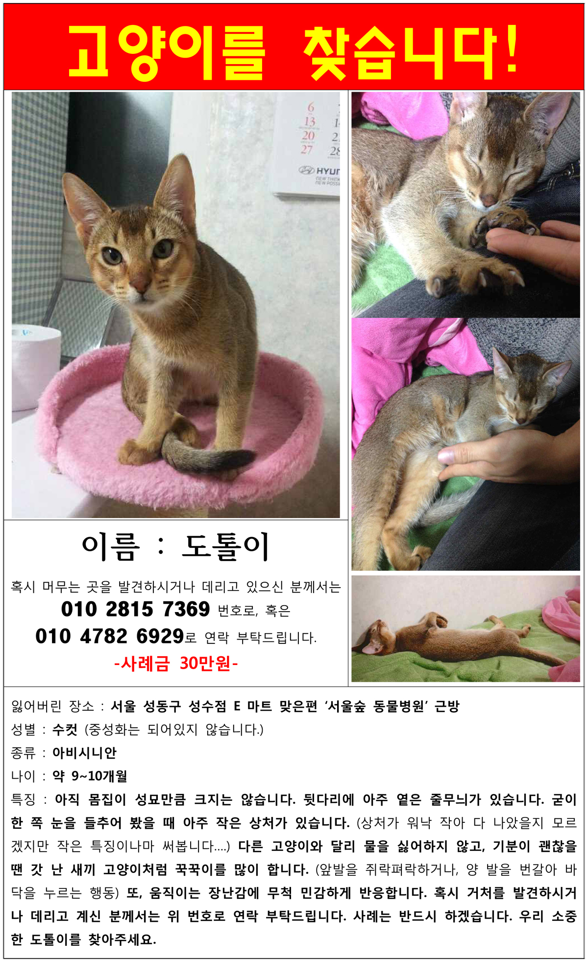 [서울/성동구] 아비시니안 수컷 도톨이를 찾아요