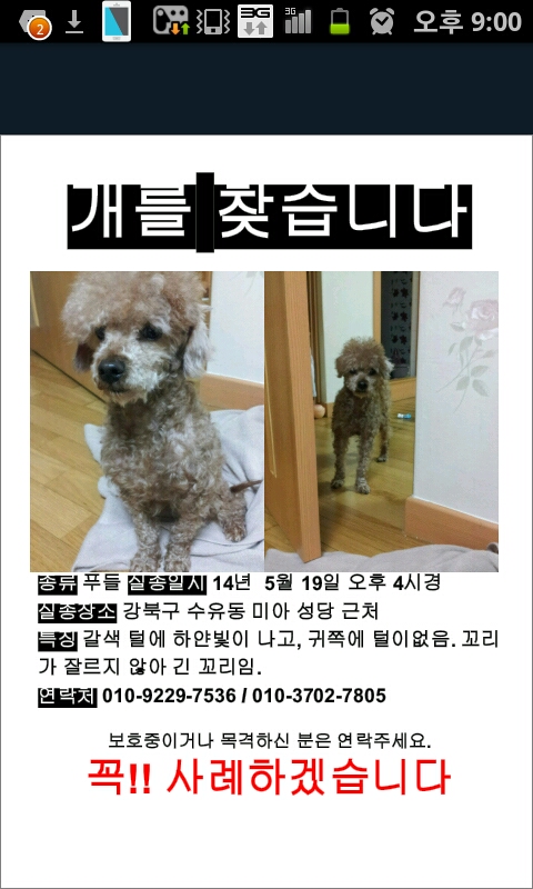 꼬리긴갈색푸들을찾아주세요 ㅠ