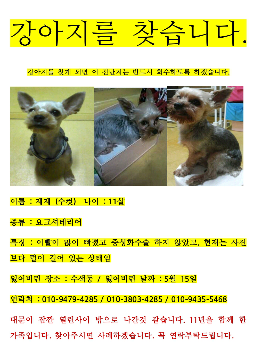 제제(요크셔테리어-수컷)를 찾습니다.