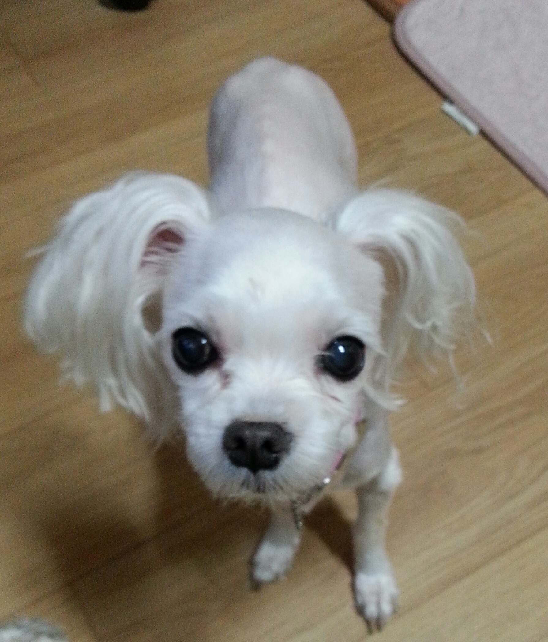 저희 아짱이를 찾아주세요.벌써23일째입니다.