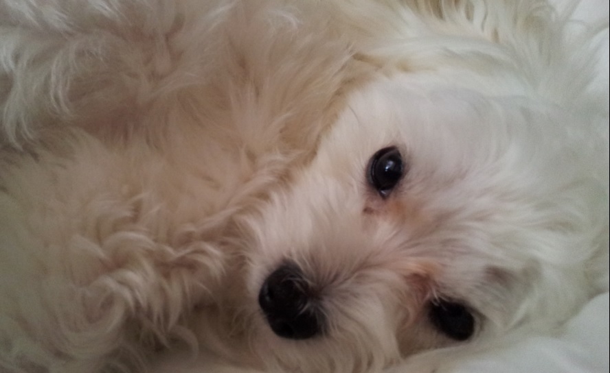 흰색말티즈수컷 성남/수진동