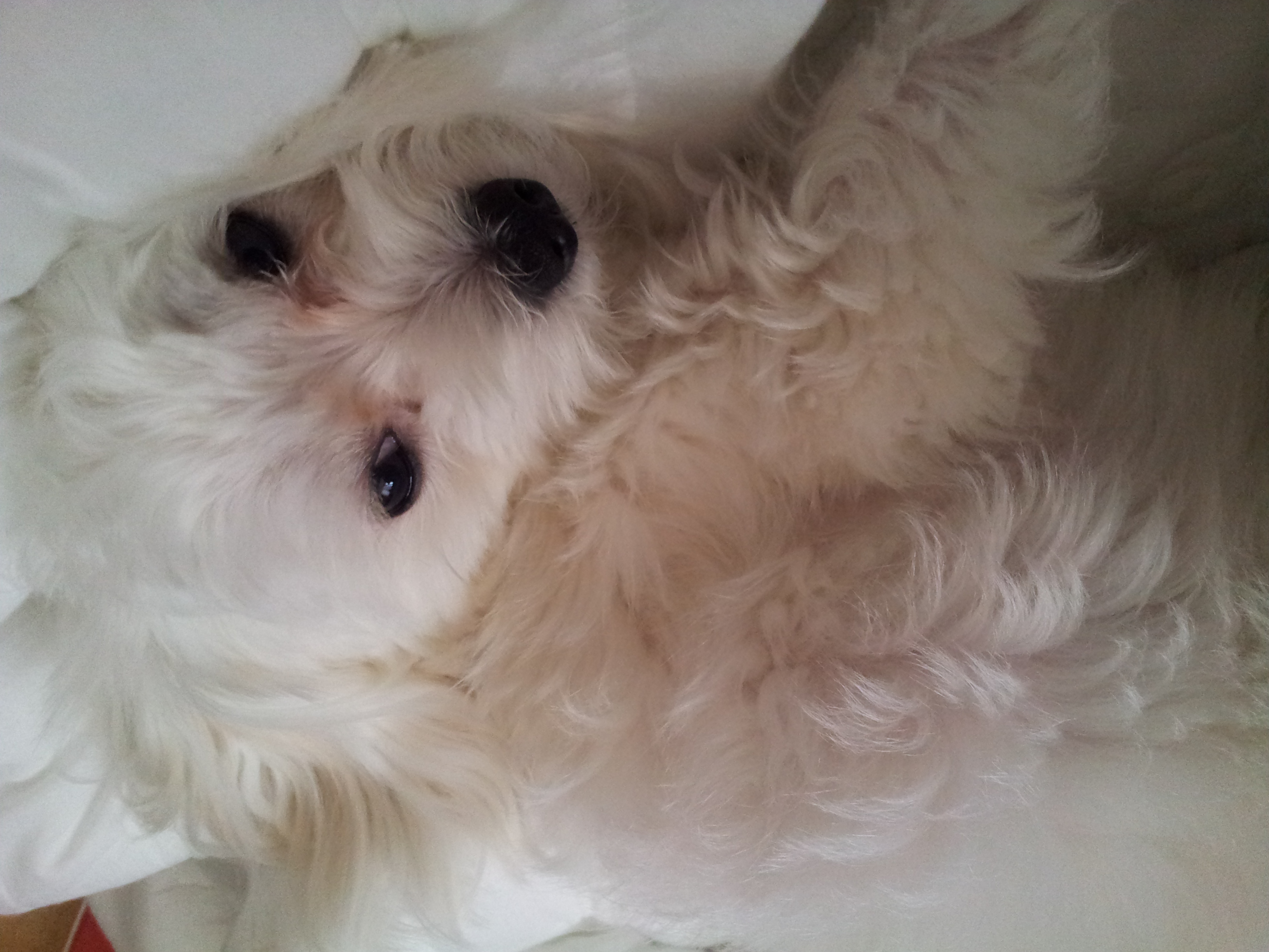 흰색말티즈수컷 성남/수진동