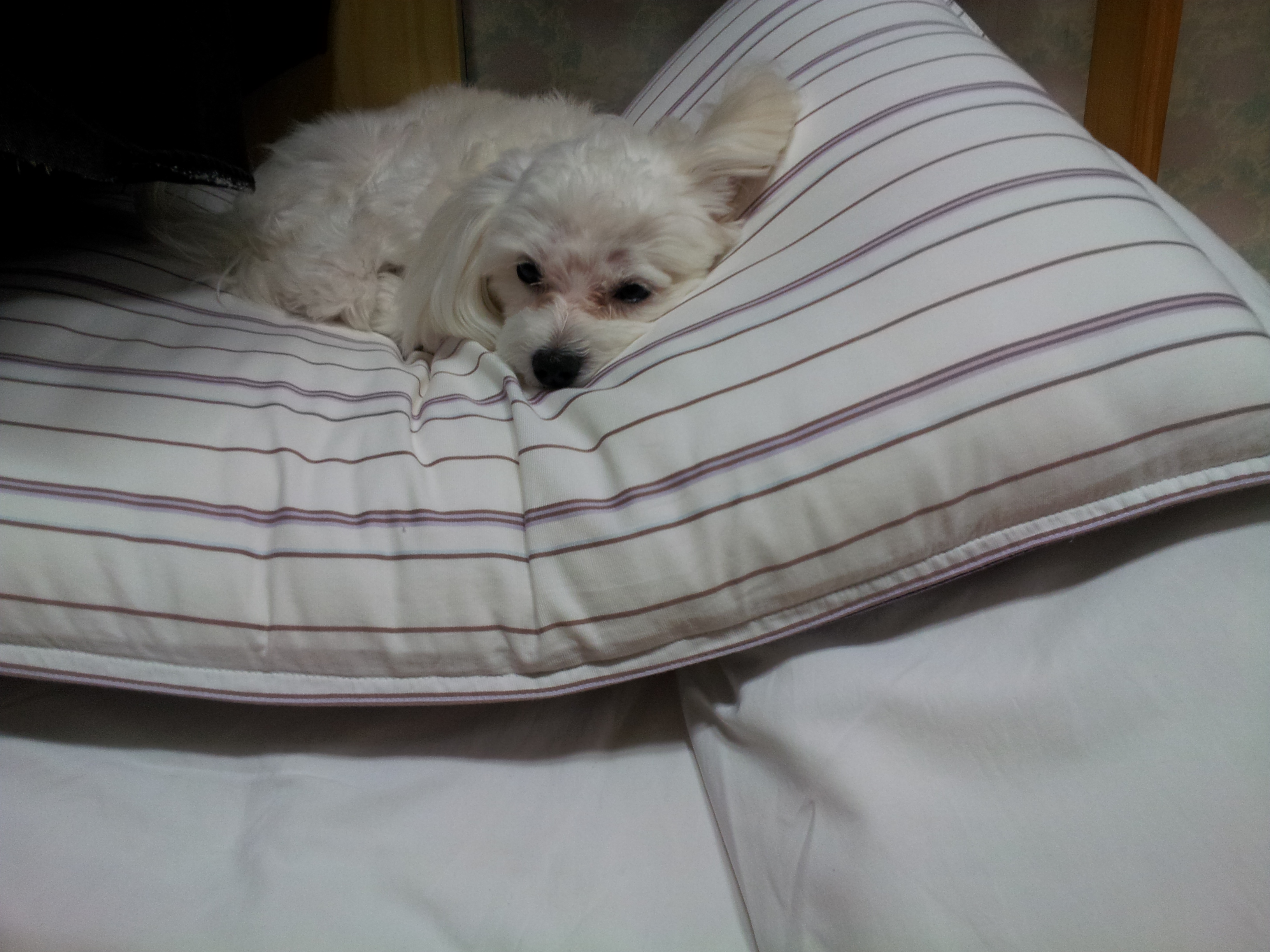 흰색말티즈수컷 성남/수진동