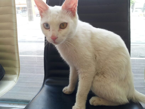 노원구 공릉동 터키쉬앙고라 오드아이 암컷 고양이 보호중입니다.