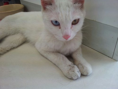 노원구 공릉동 터키쉬앙고라 오드아이 암컷 고양이 보호중입니다.