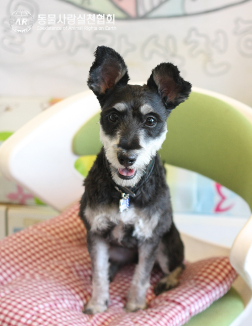 [서울] 슈나우저 여자아이 2살 아차산 근처에서 집을 나갔습니다.