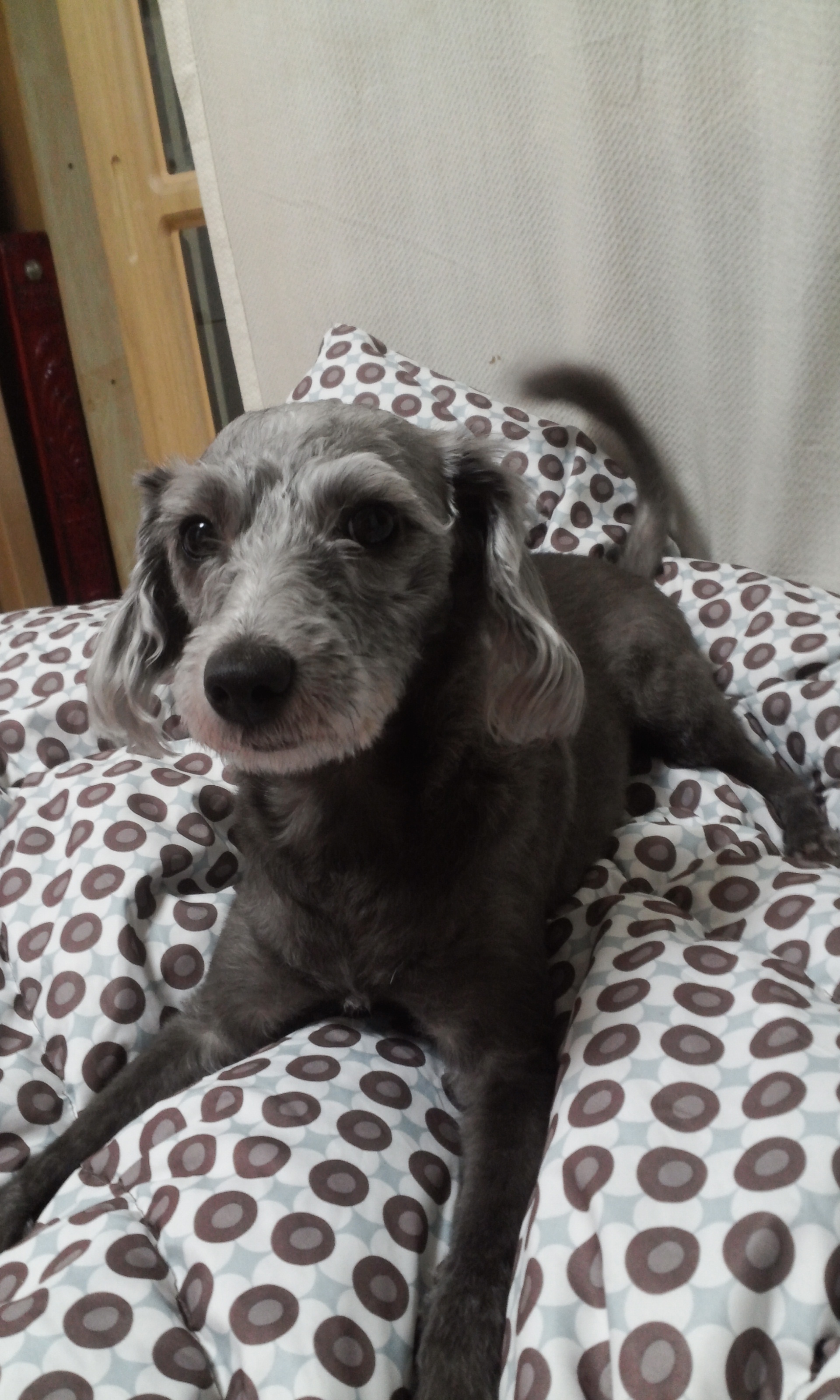 인천주안집나간깜비를찾습니다