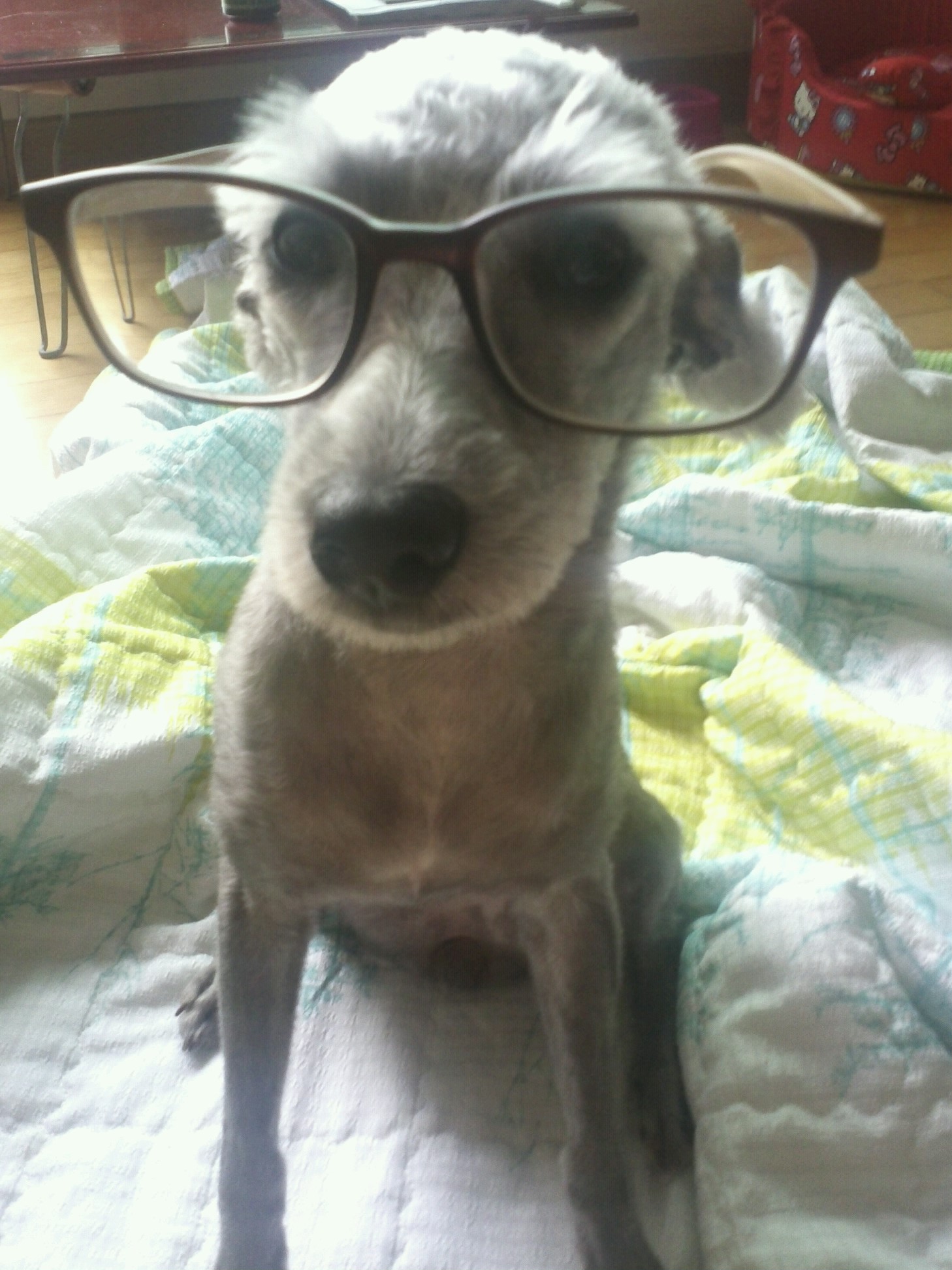 인천주안집나간깜비를찾습니다