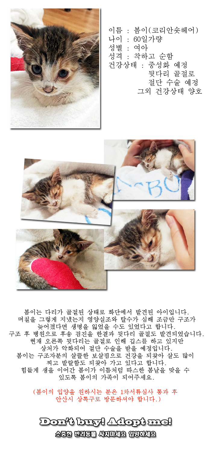 [D14-19관외]다리가 골절된체 죽음의 위기에 놓였던 봄이