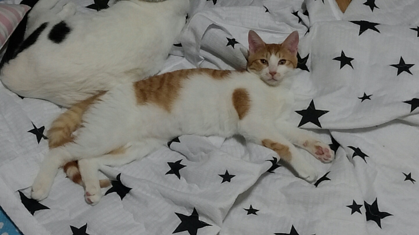 양천구 신월동에서 잃어버린 아이 찾아요