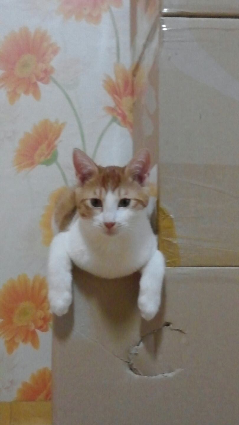 양천구 신월동에서 잃어버린 아이 찾아요