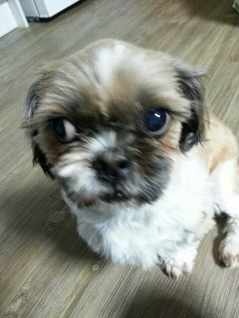 안양8동, 산본1동부근 시츄여아 찾아요!!