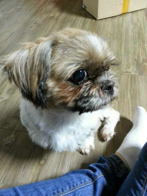 안양8동, 산본1동부근 시츄여아 찾아요!!