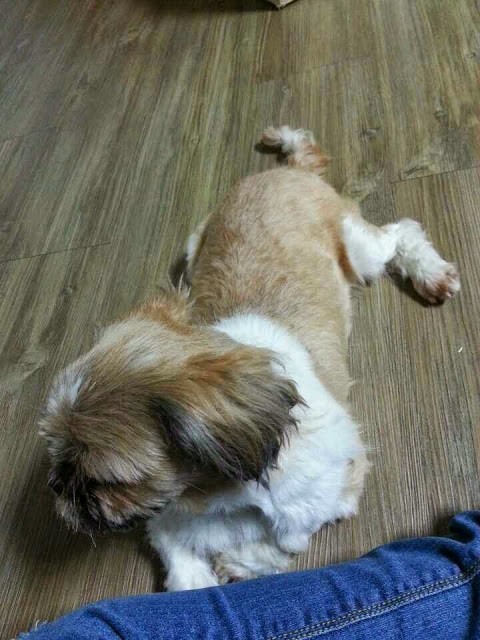 안양8동, 산본1동부근 시츄여아 찾아요!!