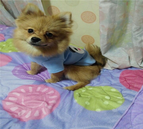 저희 강아지를 찾아주세요